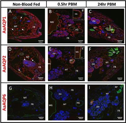 Protein localization of aquaporins in the adult female disease vector mosquito, Aedes aegypti